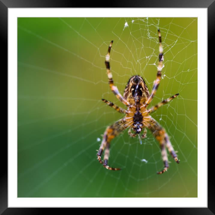Spider Lunch Framed Mounted Print by Mark Baker