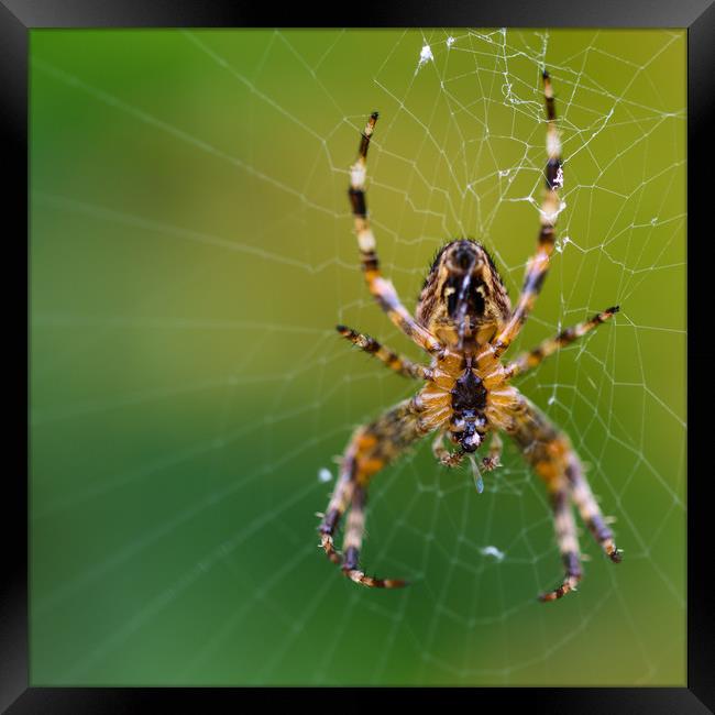 Spider Lunch Framed Print by Mark Baker