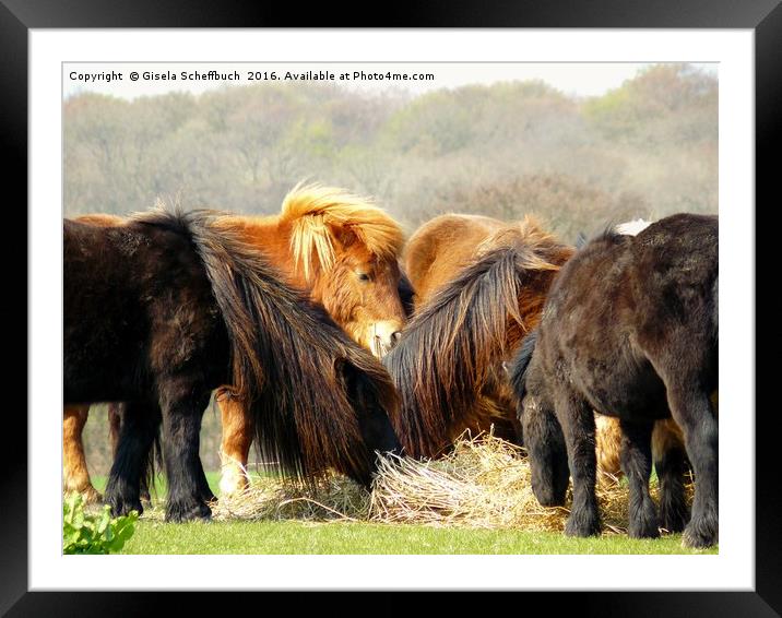 Shetland Ponies Framed Mounted Print by Gisela Scheffbuch