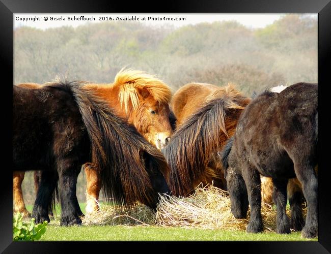 Shetland Ponies Framed Print by Gisela Scheffbuch