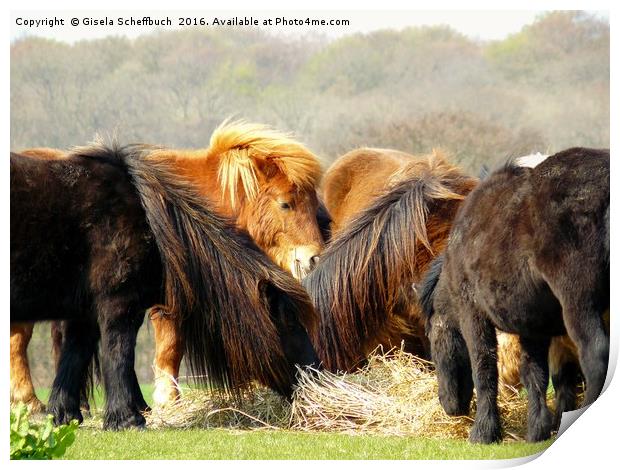 Shetland Ponies Print by Gisela Scheffbuch