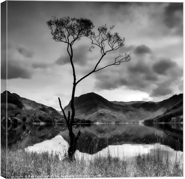 Lone Tree at Buttermere Canvas Print by Ray Pritchard