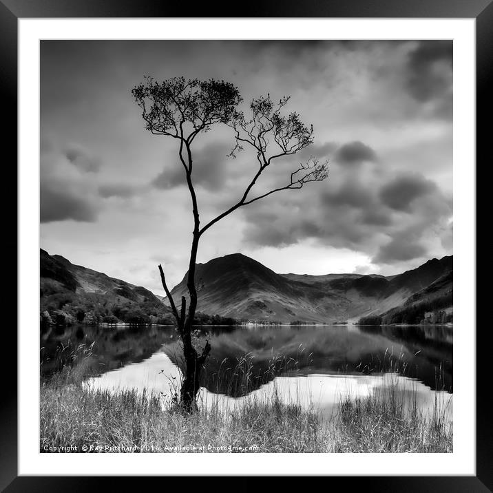 Lone Tree at Buttermere Framed Mounted Print by Ray Pritchard