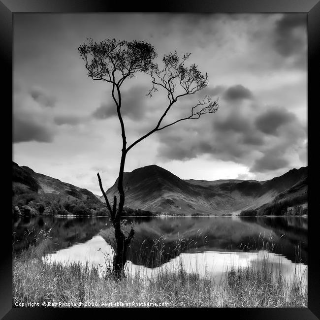 Lone Tree at Buttermere Framed Print by Ray Pritchard