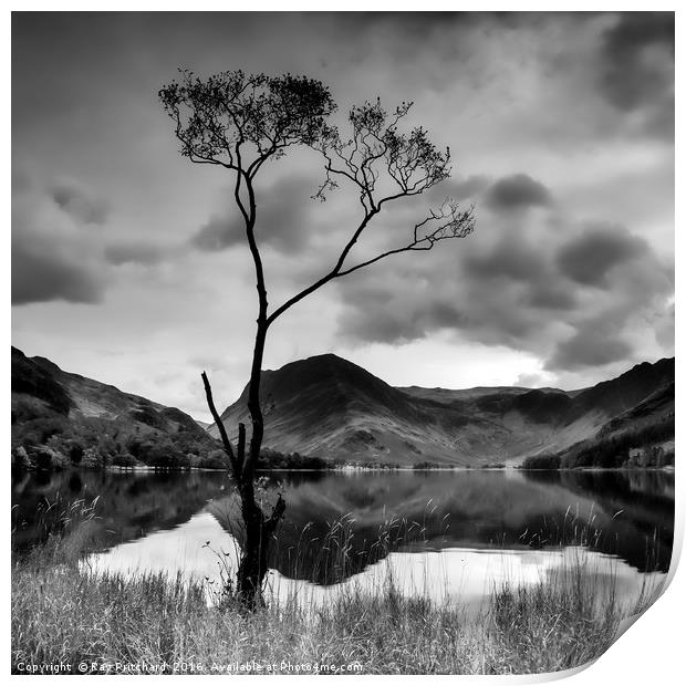 Lone Tree at Buttermere Print by Ray Pritchard
