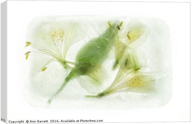 Alstroemeria Encased in Ice Canvas Print by Ann Garrett