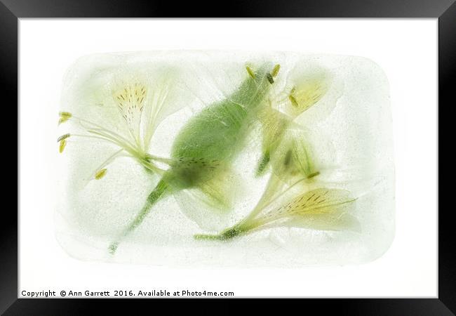 Alstroemeria Encased in Ice Framed Print by Ann Garrett