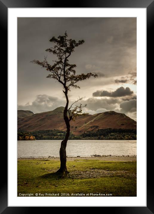 Derwentwater Tree Framed Mounted Print by Ray Pritchard