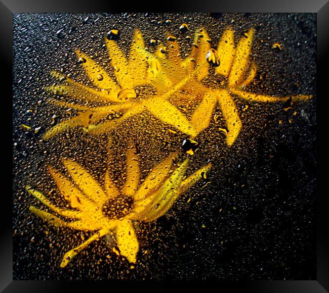 underwater flora Framed Print by dale rys (LP)