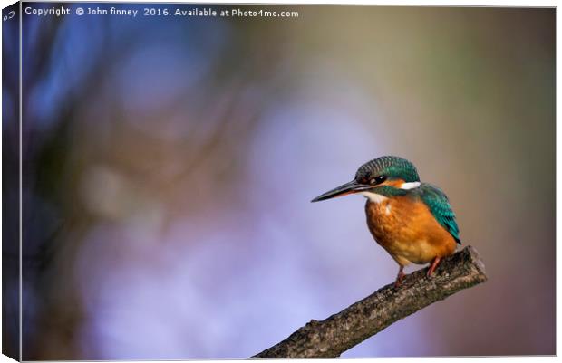 Kingfisher in a British Woodland Canvas Print by John Finney