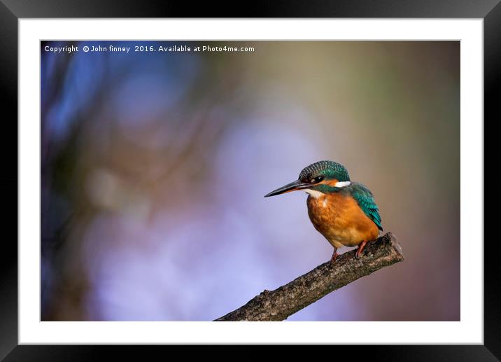 Kingfisher in a British Woodland Framed Mounted Print by John Finney
