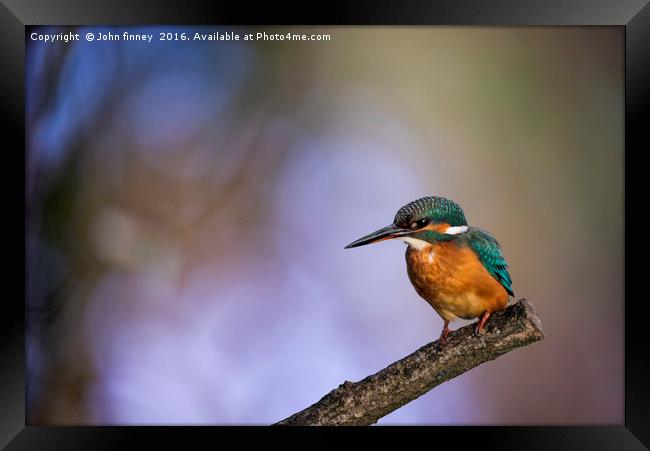 Kingfisher in a British Woodland Framed Print by John Finney