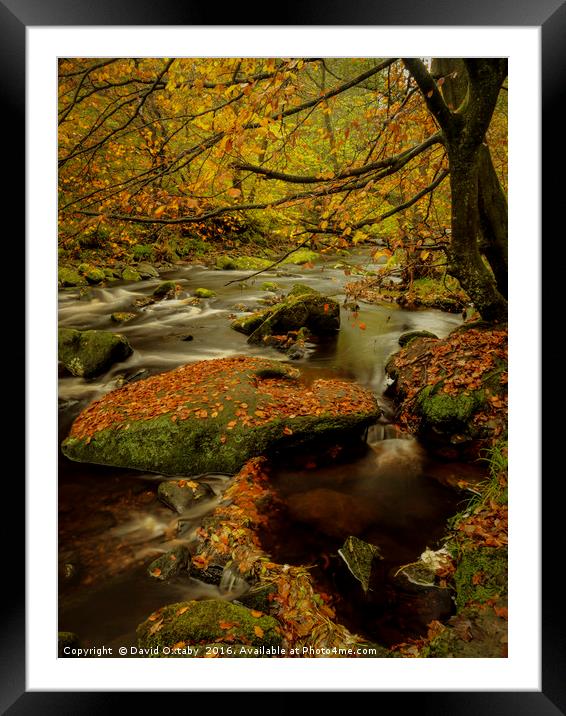 Autumn leaves at Hardcastle crags Framed Mounted Print by David Oxtaby  ARPS