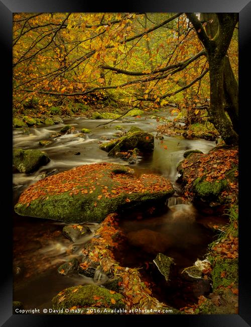 Autumn leaves at Hardcastle crags Framed Print by David Oxtaby  ARPS