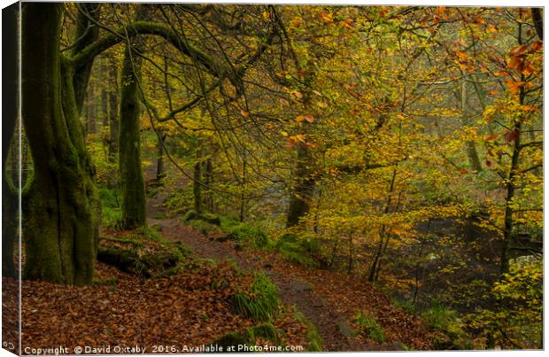 Autumn leaves at Hardcastle crags Canvas Print by David Oxtaby  ARPS