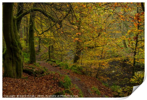 Autumn leaves at Hardcastle crags Print by David Oxtaby  ARPS