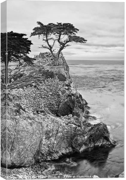 The famous Lone Cypress tree at Pebble Beach in Mo Canvas Print by Jamie Pham