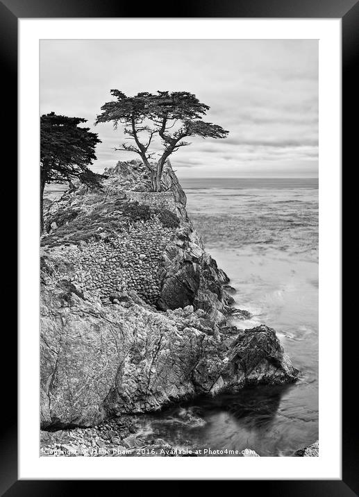 The famous Lone Cypress tree at Pebble Beach in Mo Framed Mounted Print by Jamie Pham