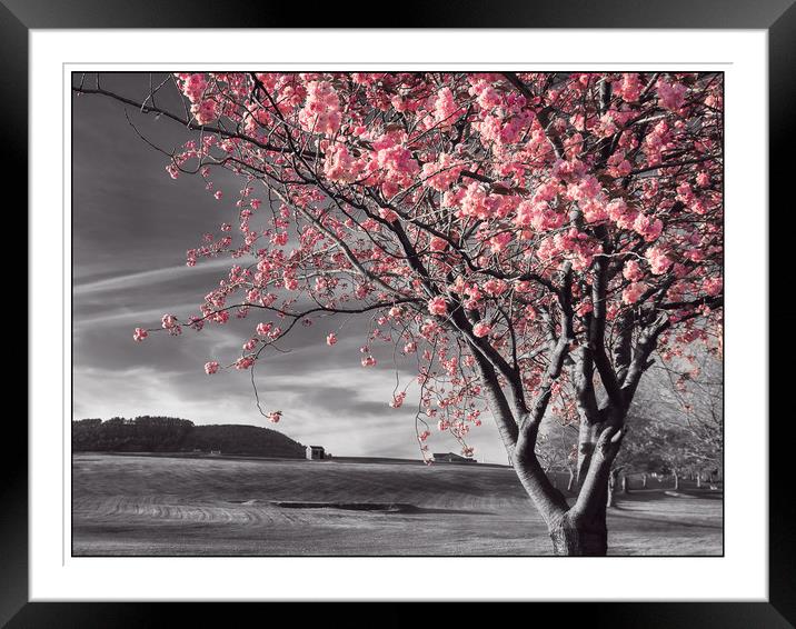 Pink Blossoms Framed Mounted Print by Purple OneTwoEight