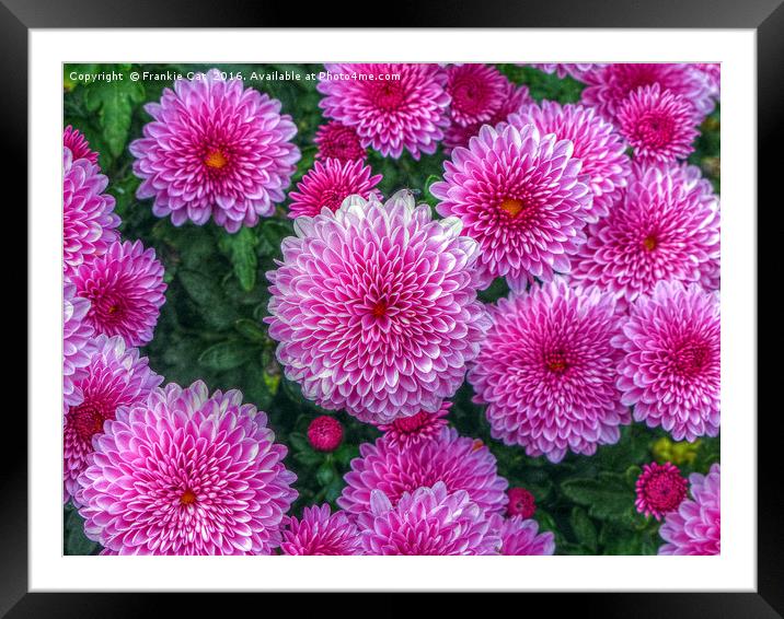 Purple Mums Framed Mounted Print by Frankie Cat