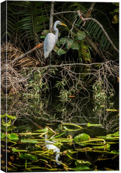 Great White Egret on a Branch Canvas Print by Belinda Greb