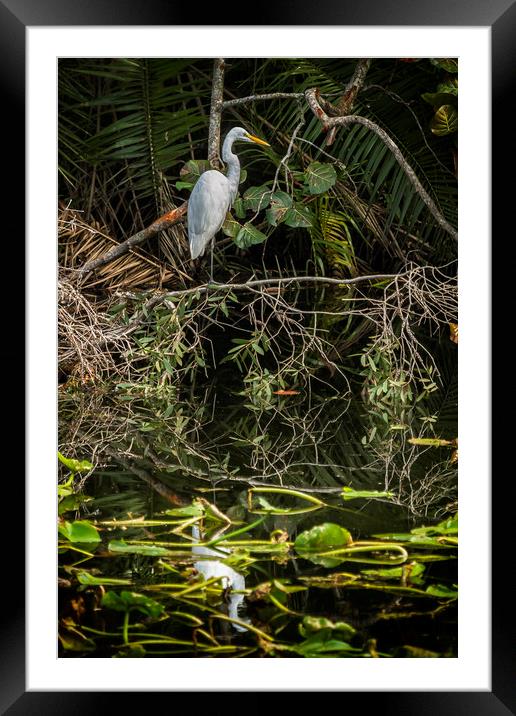 Great White Egret on a Branch Framed Mounted Print by Belinda Greb