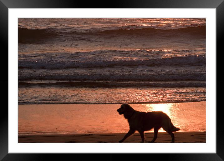 dog on beach Framed Mounted Print by john williams