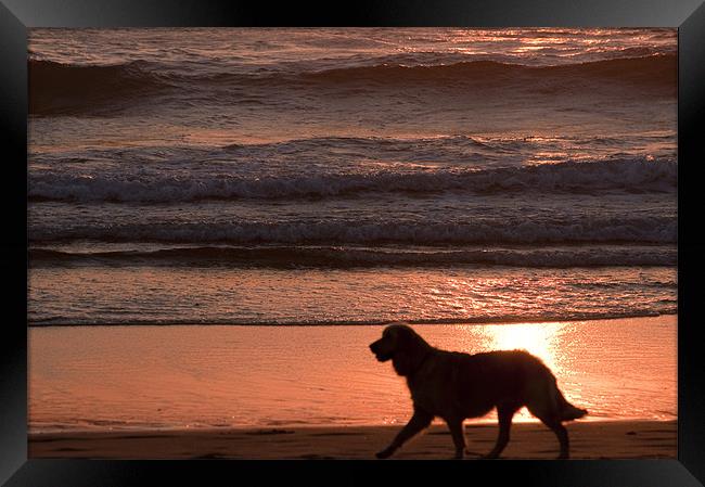 dog on beach Framed Print by john williams