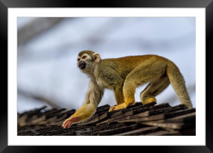 Monkey on the Roof Framed Mounted Print by Belinda Greb