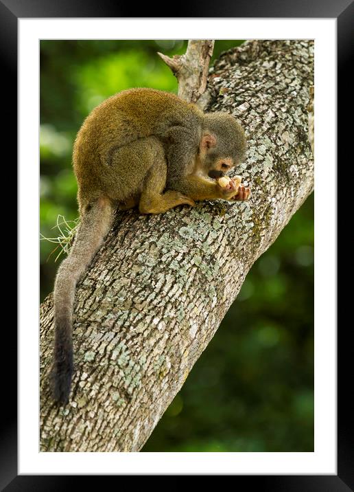 Monkey No. 3 Accepting the Offering Framed Mounted Print by Belinda Greb
