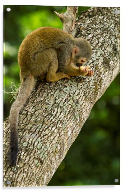 Monkey No. 3 Accepting the Offering Acrylic by Belinda Greb