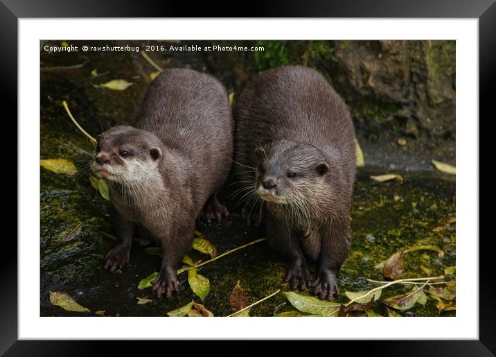 The Two Otters Framed Mounted Print by rawshutterbug 