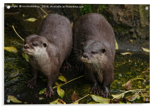 The Two Otters Acrylic by rawshutterbug 