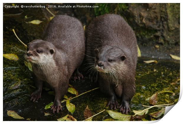 The Two Otters Print by rawshutterbug 