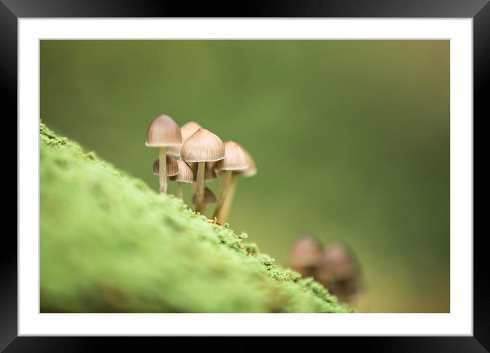 On the hillside Framed Mounted Print by Philip Male