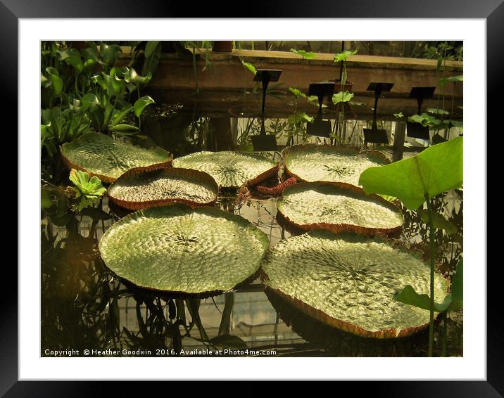 Giant Water Lily. Framed Mounted Print by Heather Goodwin