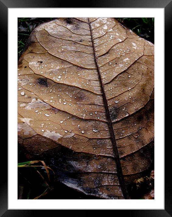 Leaf After the Rain.... Framed Mounted Print by K. Appleseed.