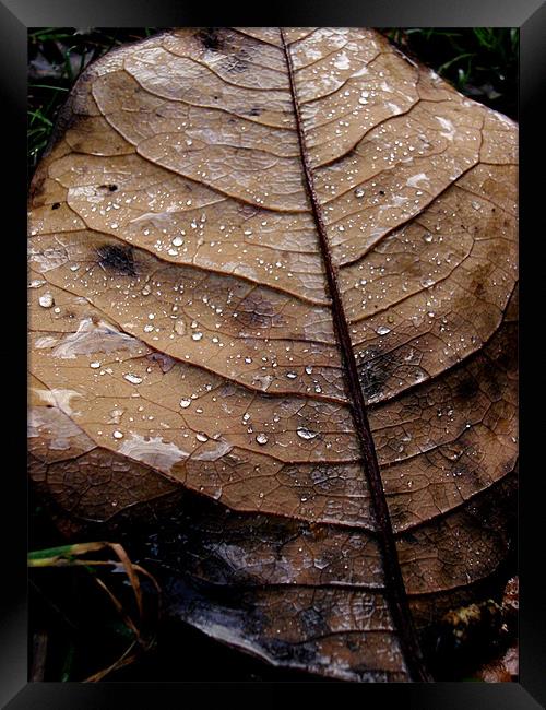 Leaf After the Rain.... Framed Print by K. Appleseed.