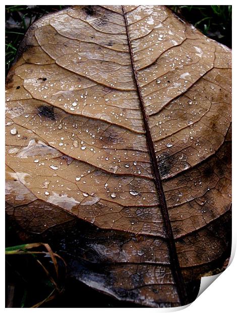 Leaf After the Rain.... Print by K. Appleseed.