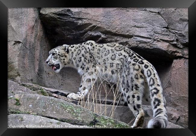 snow leopard on rocks Framed Print by Martyn Bennett