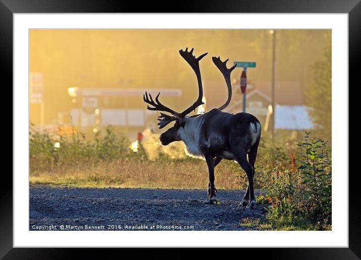 early morning caribou Framed Mounted Print by Martyn Bennett