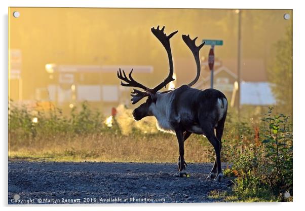 early morning caribou Acrylic by Martyn Bennett