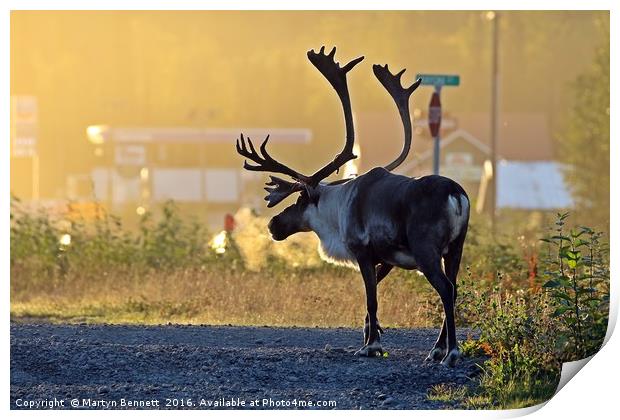early morning caribou Print by Martyn Bennett