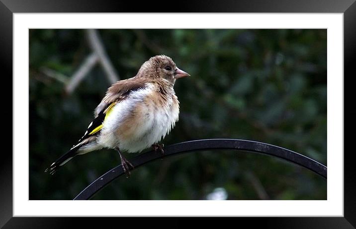 Young Fluffed Goldfinch Framed Mounted Print by Donna Collett