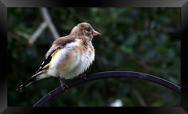 Young Fluffed Goldfinch Framed Print by Donna Collett