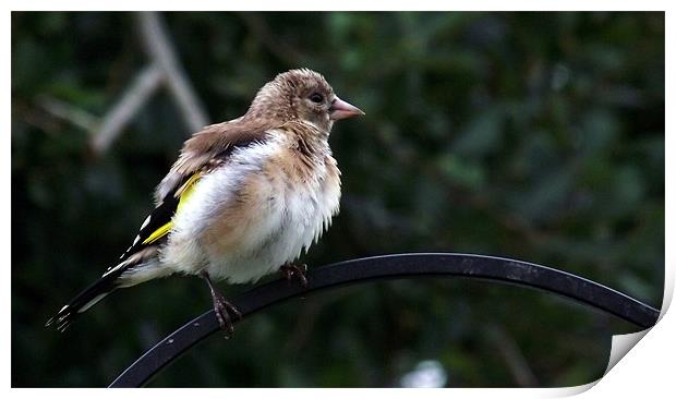 Young Fluffed Goldfinch Print by Donna Collett