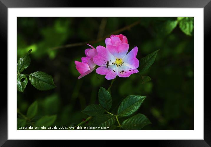 Briar Rose Framed Mounted Print by Philip Gough