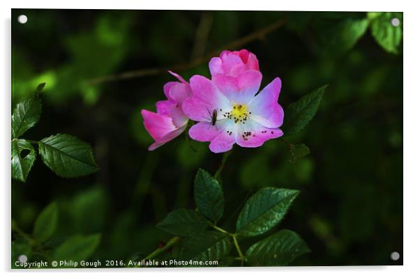 Briar Rose Acrylic by Philip Gough