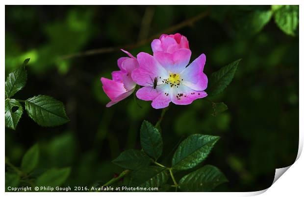 Briar Rose Print by Philip Gough