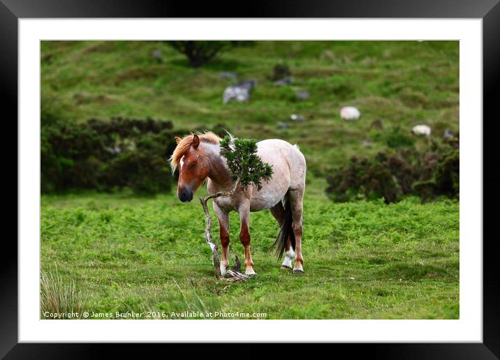 Wild Pony having a scratch Bodmin Moor Cornwall Framed Mounted Print by James Brunker